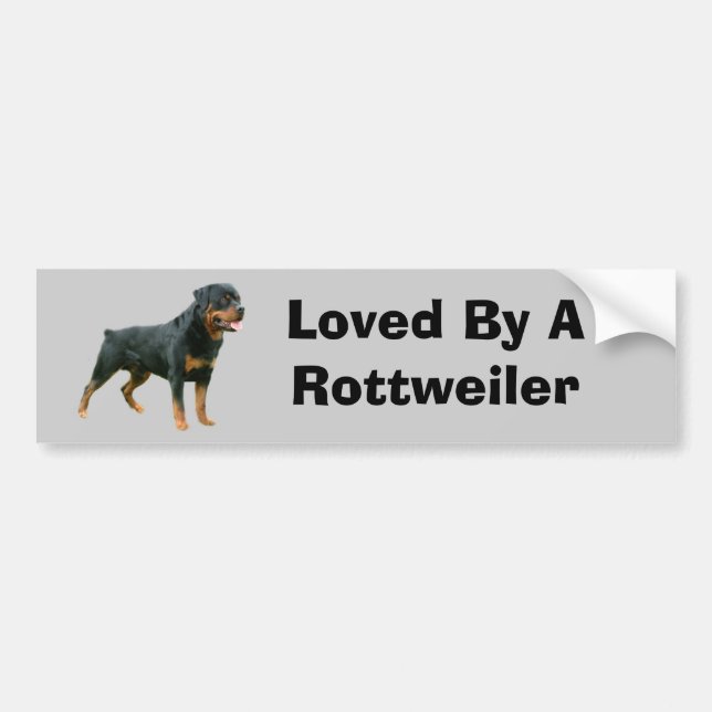 Rottweiler Bumper Sticker (Front)