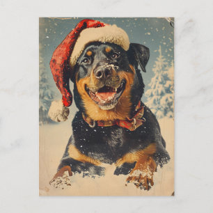 Rottweiler Christmas Postcard