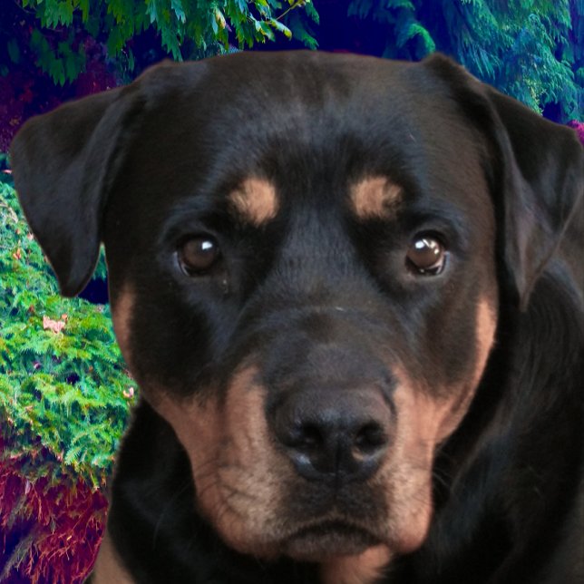 Rottweiler, Confident Guardian Tri-Blend Shirt (Creator Uploaded)