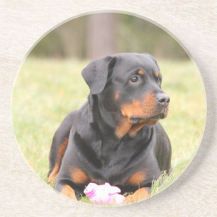 Rottweiler Dog Coaster