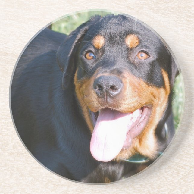 Rottweiler Dog Coasters (Front)
