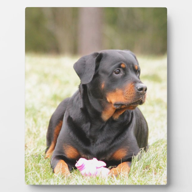 Rottweiler Dog Plaque (Front)