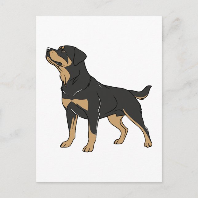 Rottweiler Dog, Rottweiler Dog Standing Postcard (Front)