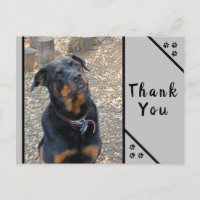 Rottweiler Head Tilt Cuteness Thank You Postcard