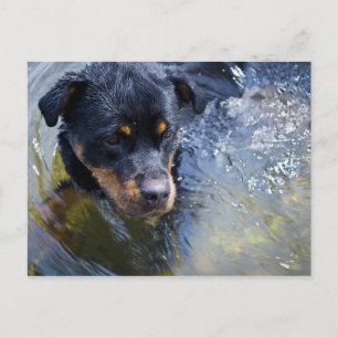 rottweiler in water postcard
