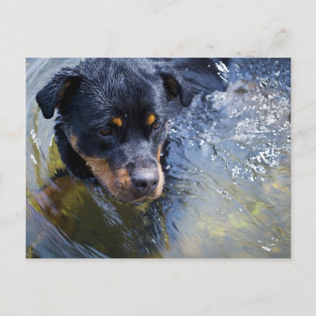 rottweiler in water postcard (Front)