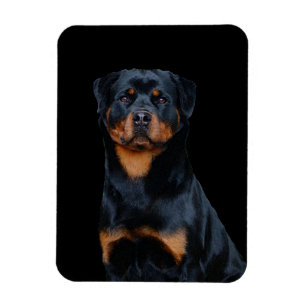 Rottweiler magnet