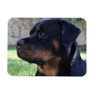 Rottweiler magnet