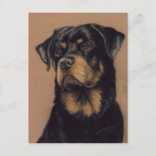 Rottweiler Original art Postcard