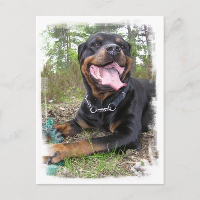 Rottweiler Photo Postcard (Front)