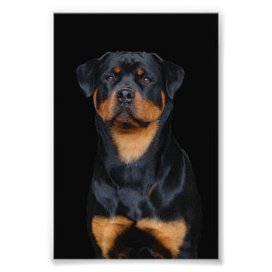 Rottweiler photo print