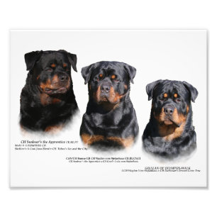 Rottweiler Photo Print