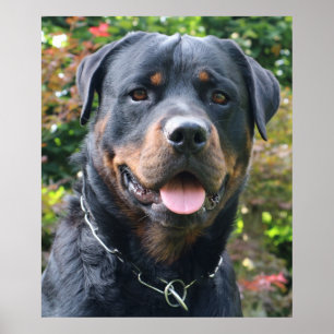 Rottweiler portrait poster