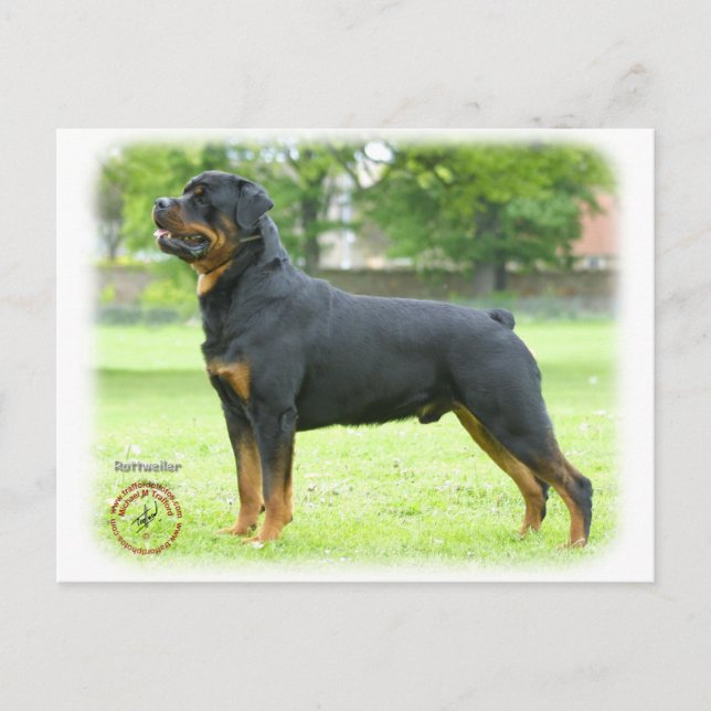 Rottweiler Postcard (Front)