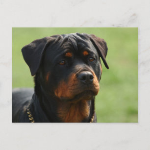 Rottweiler Postcard