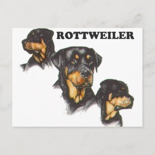 Rottweiler Postcard