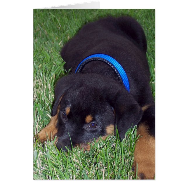 rottweiler pup. (Front)