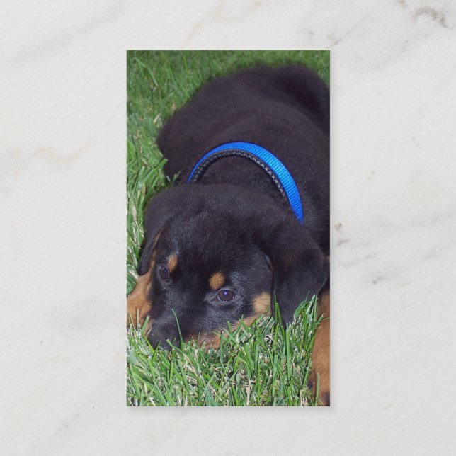 rottweiler pup business card (Front)