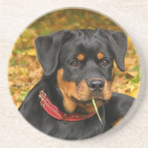 Rottweiler Pup Lying On The Ground In Forest Coaster