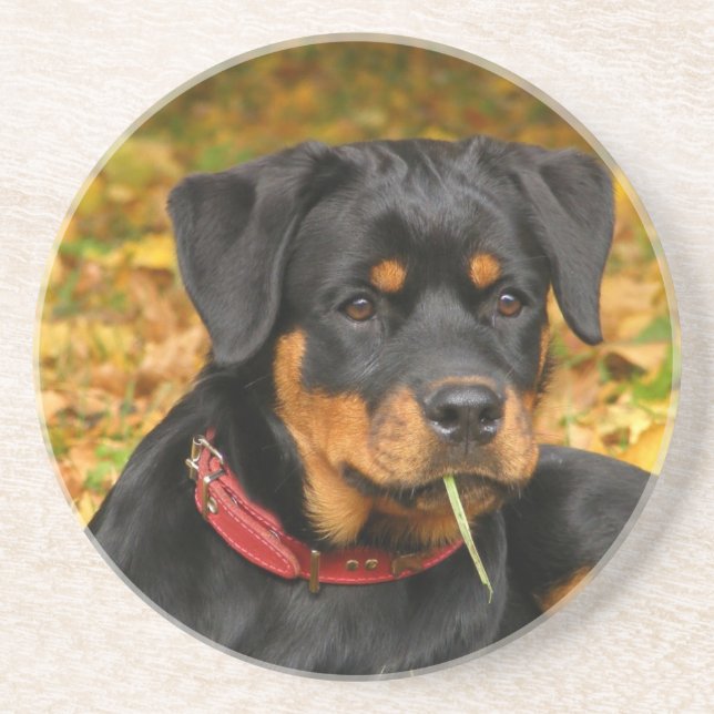 Rottweiler Pup Lying On The Ground In Forest Coaster (Front)