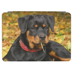 Rottweiler Pup Lying On The Ground In Forest iPad Air Cover