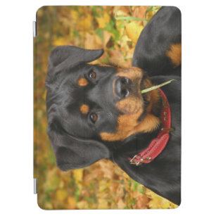 Rottweiler Pup Lying On The Ground In Forest iPad Air Cover