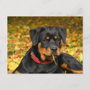 Rottweiler Pup Lying On The Ground In Forest Postcard