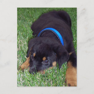 rottweiler pup. postcard