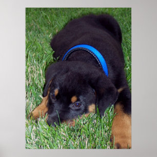 rottweiler pup. poster