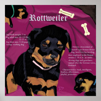 Rottweiler Pup poster