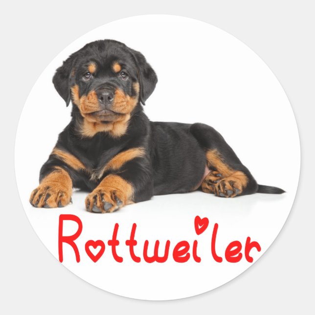 Rottweiler Puppy Brown & Black Dog Red Love Classic Round Sticker (Front)