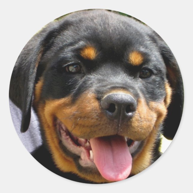 Rottweiler puppy classic round sticker (Front)