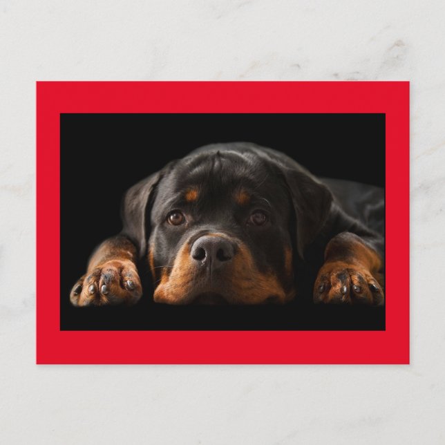 Rottweiler Puppy Dog Greeting Postcard - Blank (Front)