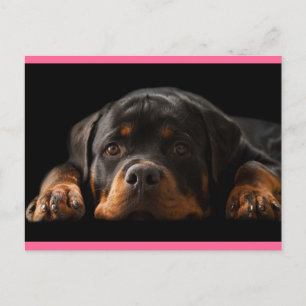 Rottweiler Puppy Dog Greeting Postcard - Blank