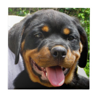 Rottweiler puppy face Dog Cute Tile