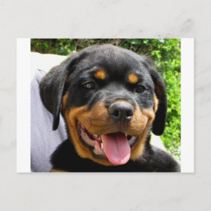 Rottweiler puppy postcard