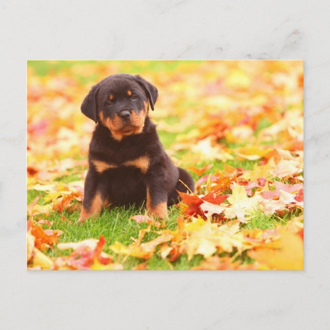 Rottweiler Puppy Sitting In Autumn Leaves Postcard (Front)