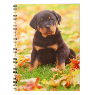 Rottweiler Puppy Sitting In Autumn Leaves Spiral Notebook