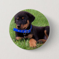 rottweiler pups