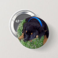 rottweiler pups