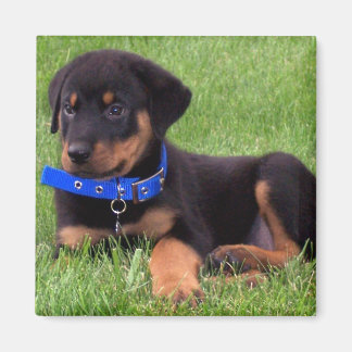 rottweiler pups magnet