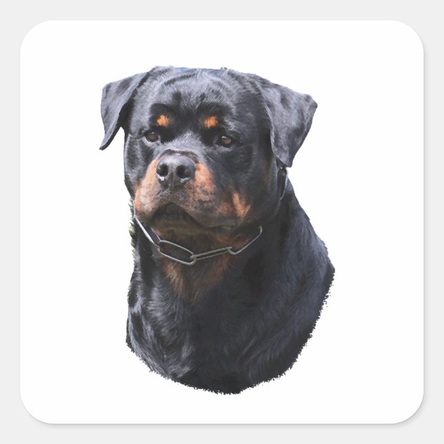 Rottweiler Square Sticker (Front)