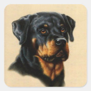 Rottweiler Square Sticker