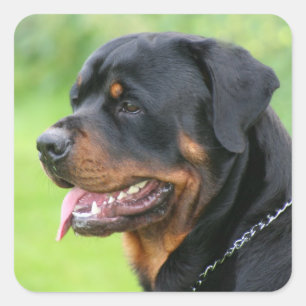 rottweiler square sticker