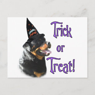 Rottweiler Trick Postcard