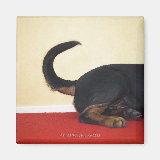 Rottweiler wagging tail, hind section magnet (Front)