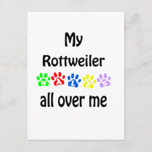Rottweiler Walks Design Postcard