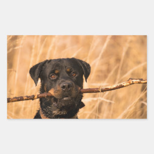 Rottweiler With A Stick Rectangular Sticker