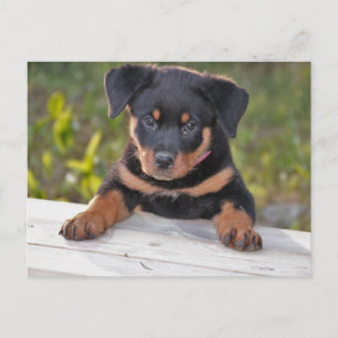 Rottweiller Puppy Postcard