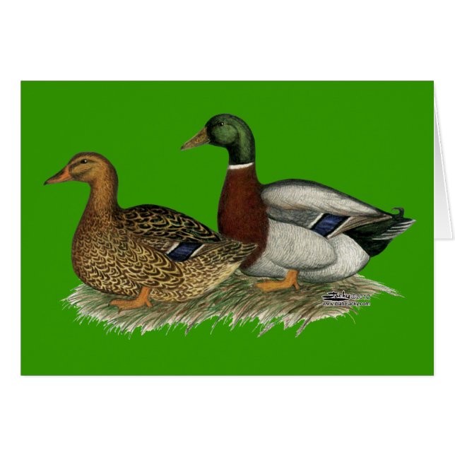 Rouen Ducks (Front Horizontal)